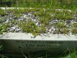 image of grave number 730719